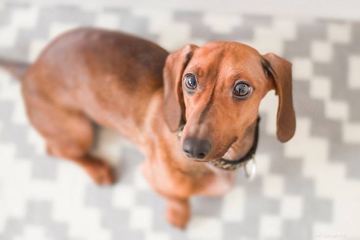 Top 20 Dog Breeds of 2022: A Trusted Guide with Photos
