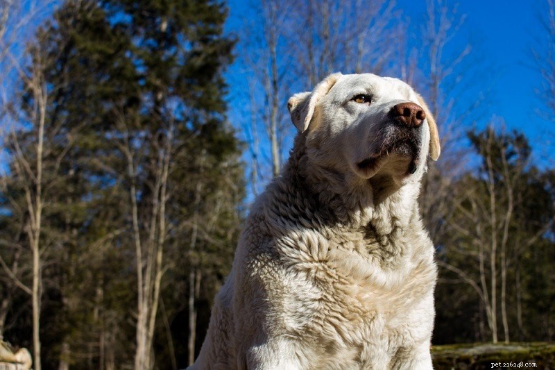 Explore 100+ Purebred Dog Breeds: A Comprehensive A-to-Z Guide