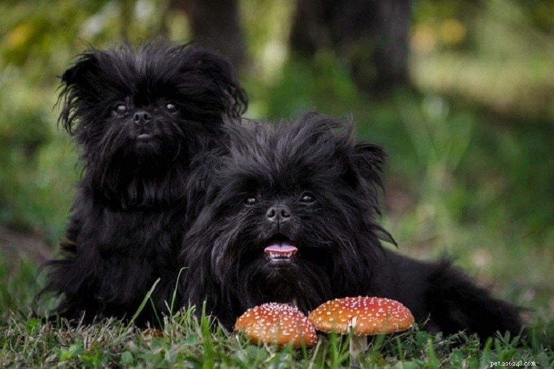 Explore 100+ Purebred Dog Breeds: A Comprehensive A-to-Z Guide