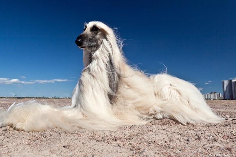 Explore 100+ Purebred Dog Breeds: A Comprehensive A-to-Z Guide