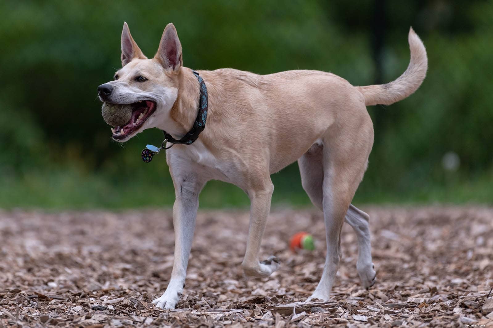 Explore 100+ Purebred Dog Breeds: A Comprehensive A-to-Z Guide