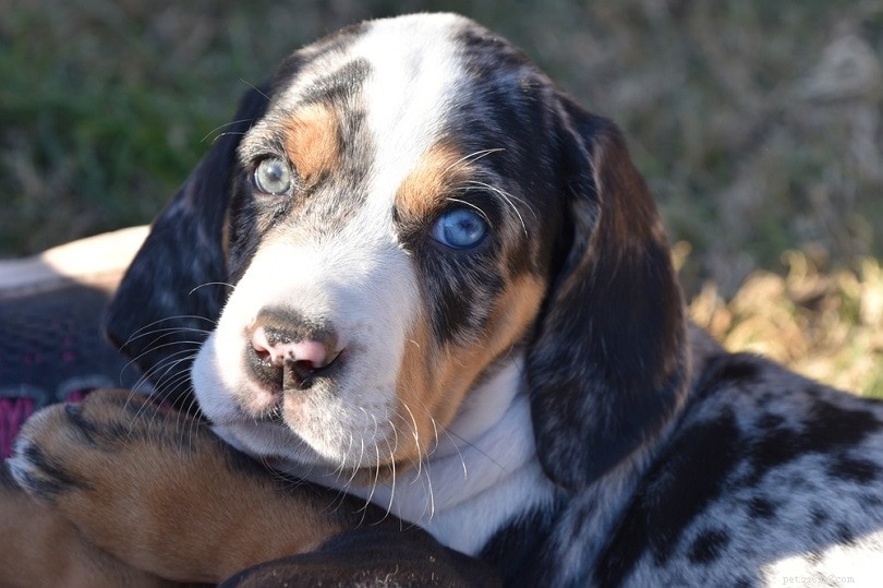 Explore 100+ Purebred Dog Breeds: A Comprehensive A-to-Z Guide