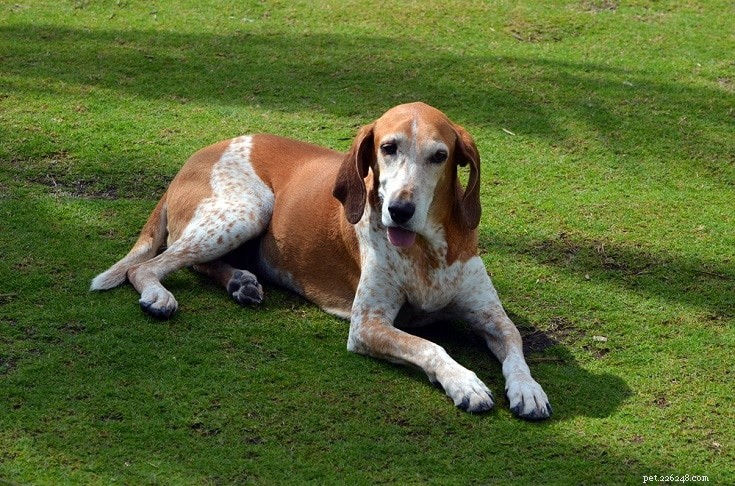 Explore 100+ Purebred Dog Breeds: A Comprehensive A-to-Z Guide