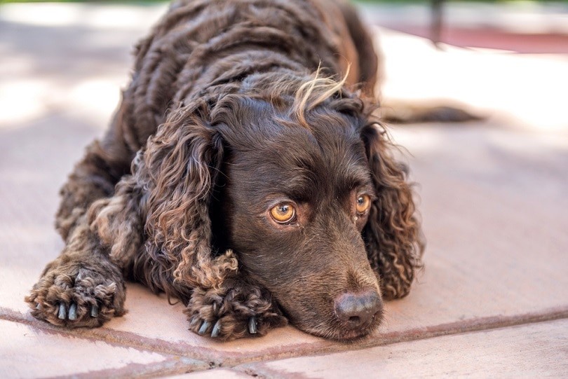 Explore 100+ Purebred Dog Breeds: A Comprehensive A-to-Z Guide