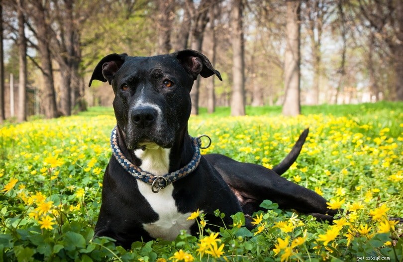 Explore 100+ Purebred Dog Breeds: A Comprehensive A-to-Z Guide