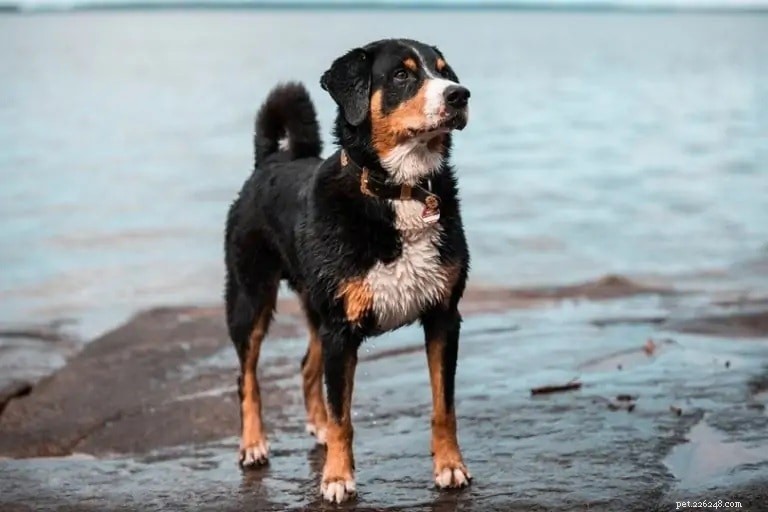 Explore 100+ Purebred Dog Breeds: A Comprehensive A-to-Z Guide
