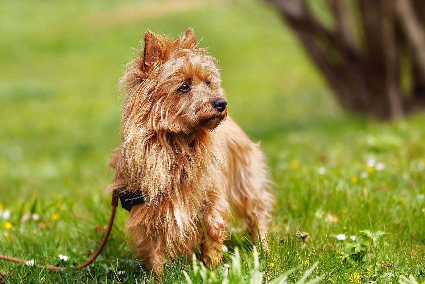 Explore 100+ Purebred Dog Breeds: A Comprehensive A-to-Z Guide
