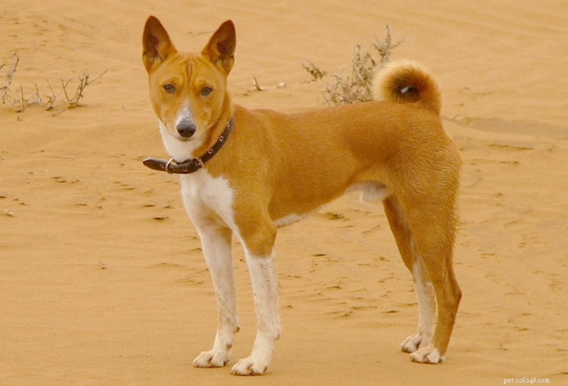Explore 100+ Purebred Dog Breeds: A Comprehensive A-to-Z Guide