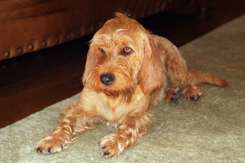 Explore 100+ Purebred Dog Breeds: A Comprehensive A-to-Z Guide