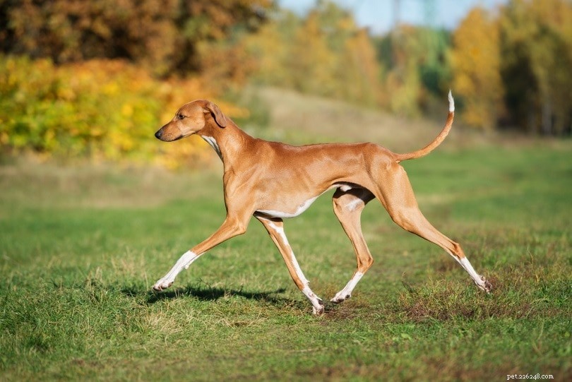 Explore 100+ Purebred Dog Breeds: A Comprehensive A-to-Z Guide