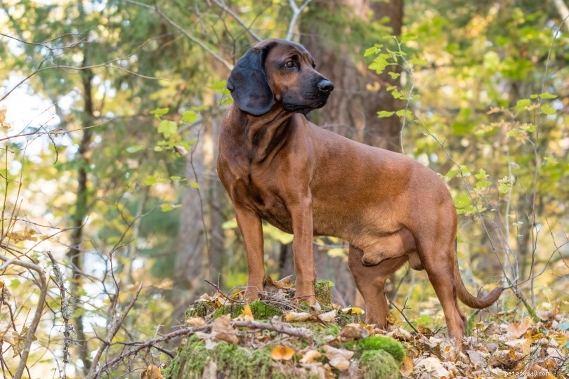 Explore 100+ Purebred Dog Breeds: A Comprehensive A-to-Z Guide
