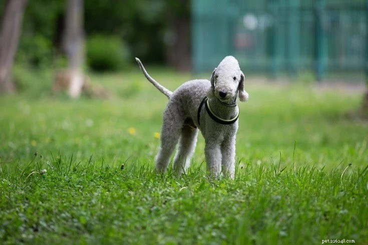 Explore 100+ Purebred Dog Breeds: A Comprehensive A-to-Z Guide