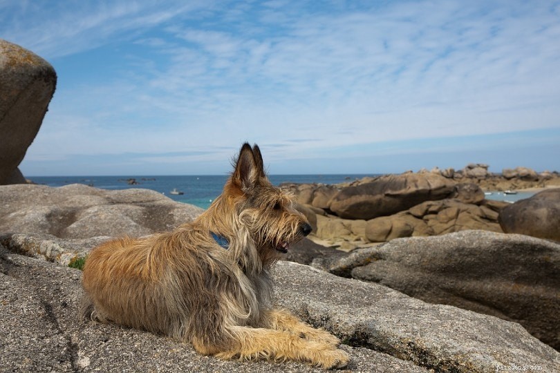 Explore 100+ Purebred Dog Breeds: A Comprehensive A-to-Z Guide