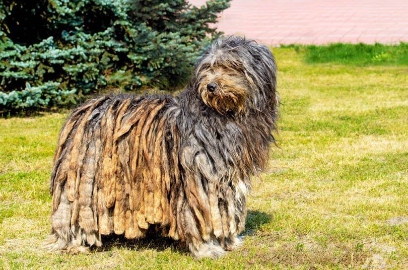 Explore 100+ Purebred Dog Breeds: A Comprehensive A-to-Z Guide