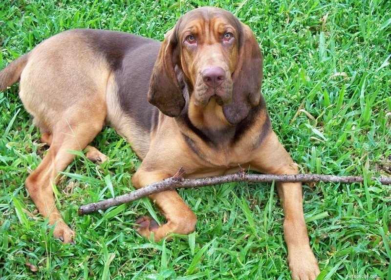 Explore 100+ Purebred Dog Breeds: A Comprehensive A-to-Z Guide