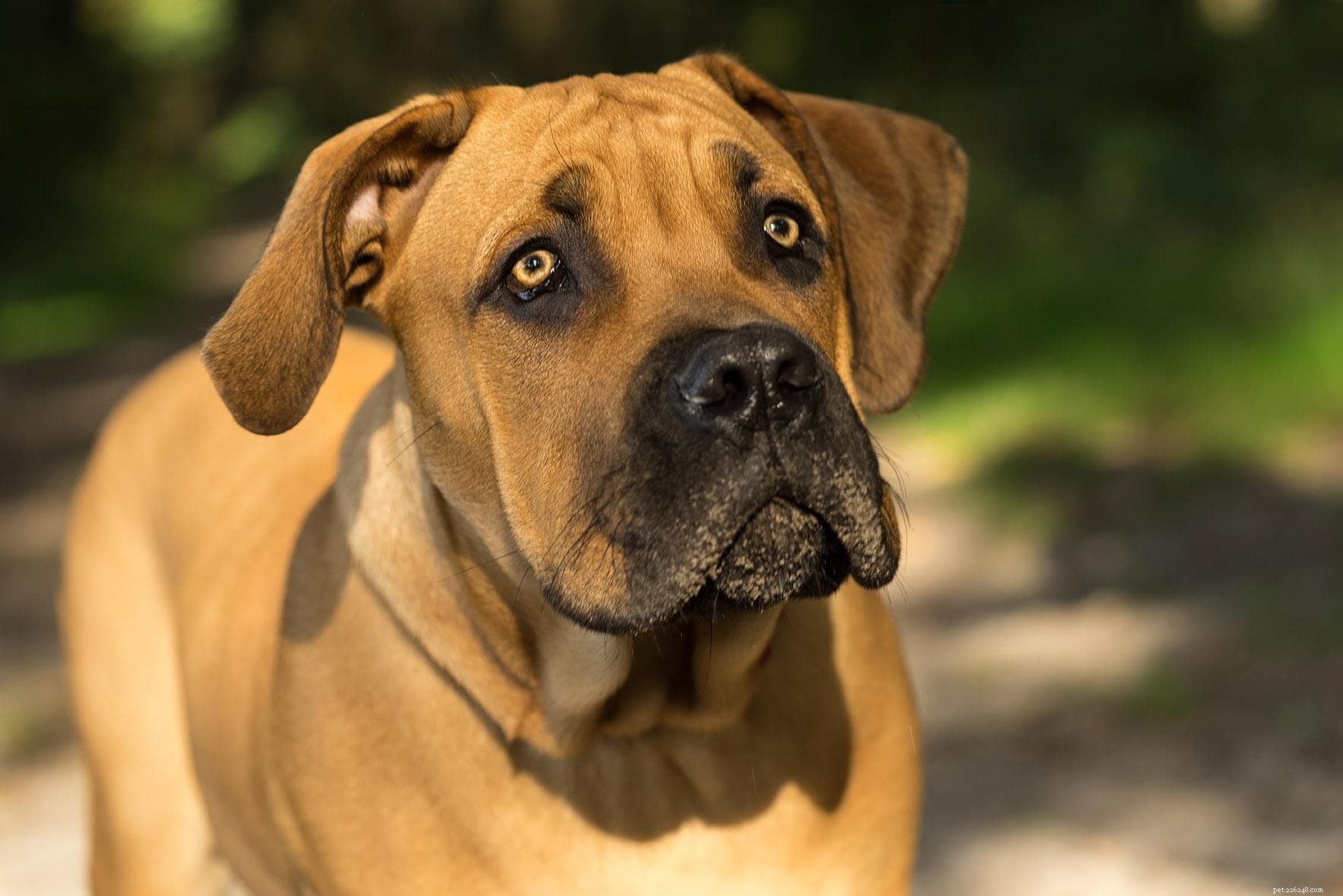 Explore 100+ Purebred Dog Breeds: A Comprehensive A-to-Z Guide