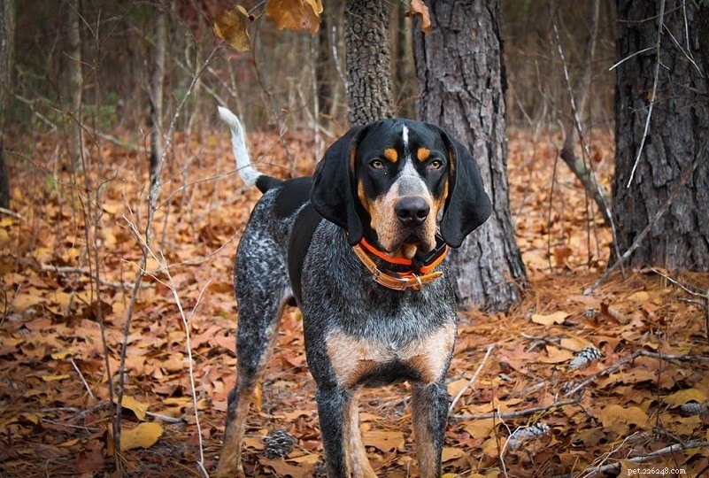 Explore 100+ Purebred Dog Breeds: A Comprehensive A-to-Z Guide