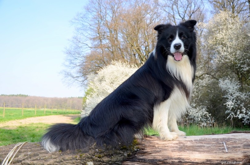 Explore 100+ Purebred Dog Breeds: A Comprehensive A-to-Z Guide