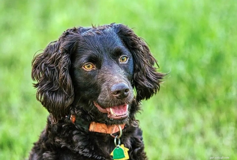 Explore 100+ Purebred Dog Breeds: A Comprehensive A-to-Z Guide