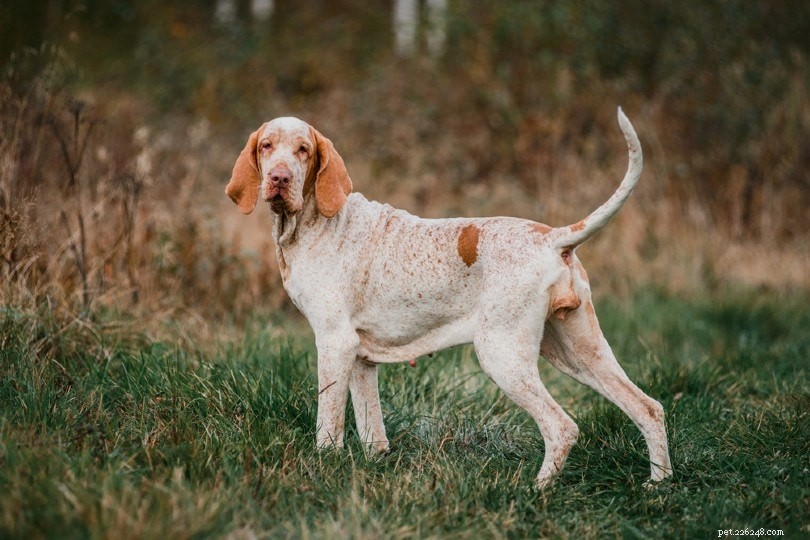 Explore 100+ Purebred Dog Breeds: A Comprehensive A-to-Z Guide