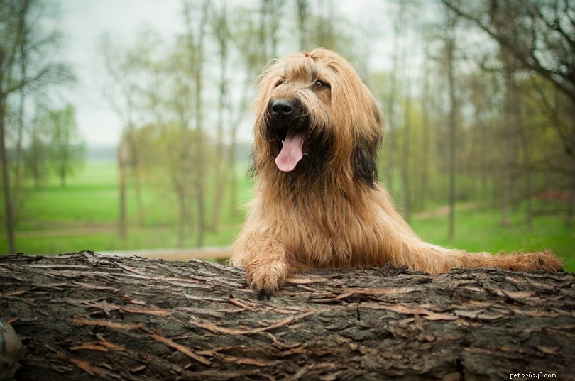 Explore 100+ Purebred Dog Breeds: A Comprehensive A-to-Z Guide