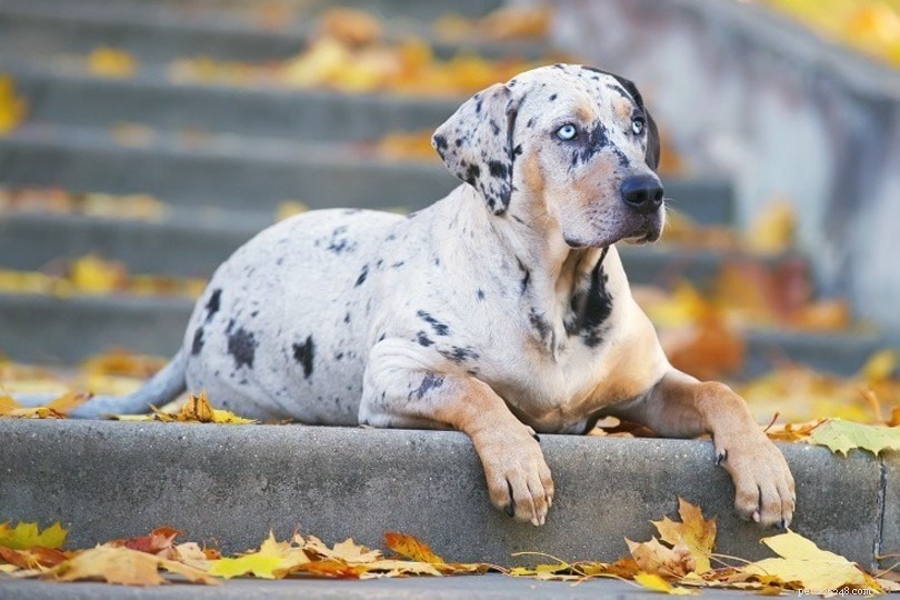 Explore 100+ Purebred Dog Breeds: A Comprehensive A-to-Z Guide