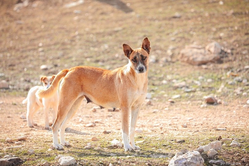 Explore 100+ Purebred Dog Breeds: A Comprehensive A-to-Z Guide