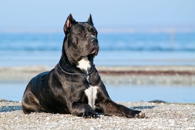 Explore 100+ Purebred Dog Breeds: A Comprehensive A-to-Z Guide