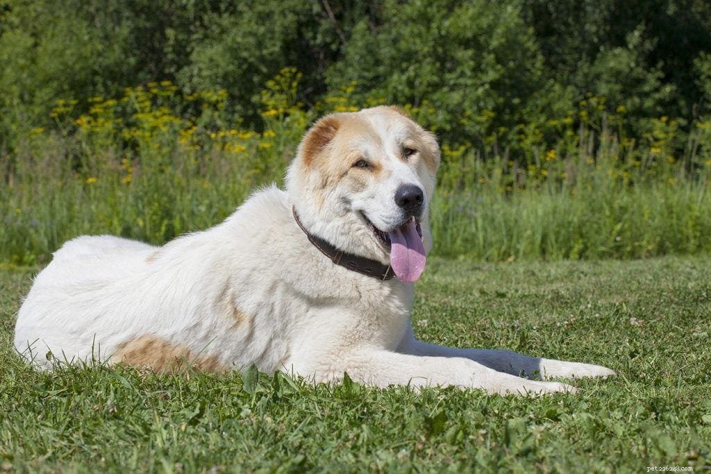 Explore 100+ Purebred Dog Breeds: A Comprehensive A-to-Z Guide