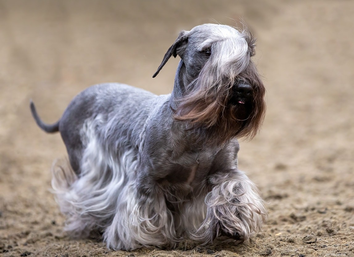 Explore 100+ Purebred Dog Breeds: A Comprehensive A-to-Z Guide