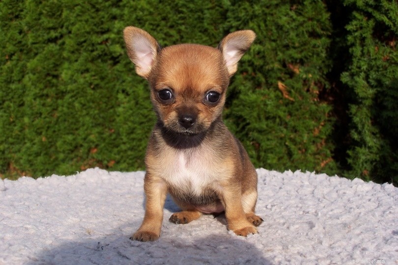 Explore 100+ Purebred Dog Breeds: A Comprehensive A-to-Z Guide
