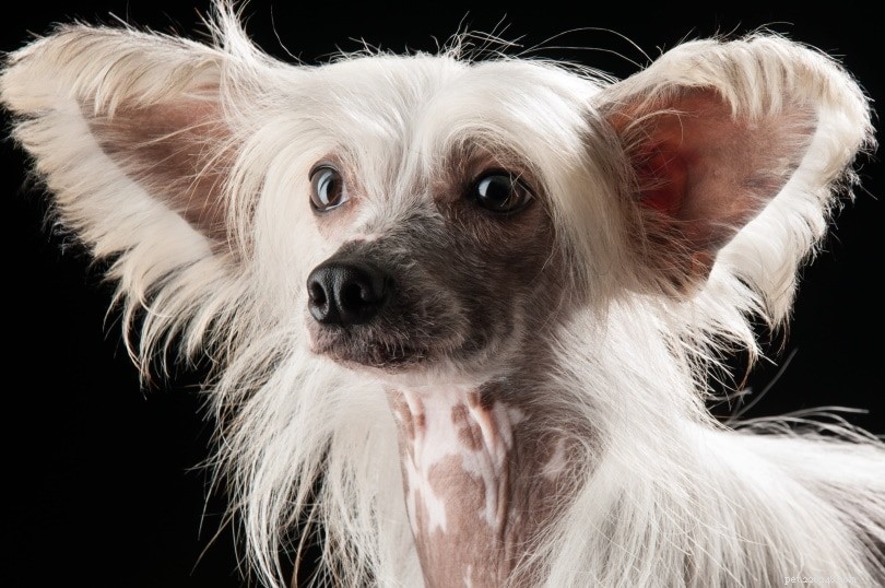 Explore 100+ Purebred Dog Breeds: A Comprehensive A-to-Z Guide