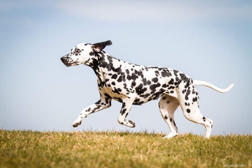 Explore 100+ Purebred Dog Breeds: A Comprehensive A-to-Z Guide