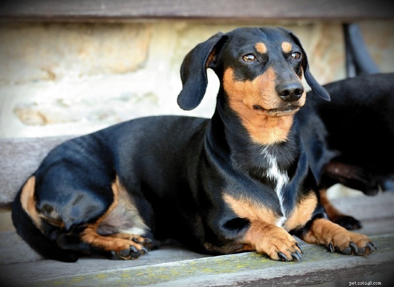 Explore 100+ Purebred Dog Breeds: A Comprehensive A-to-Z Guide