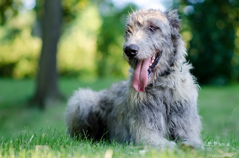Explore 100+ Purebred Dog Breeds: A Comprehensive A-to-Z Guide