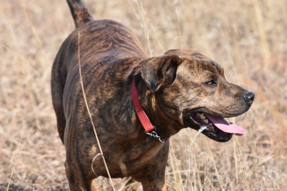 Explore 100+ Purebred Dog Breeds: A Comprehensive A-to-Z Guide