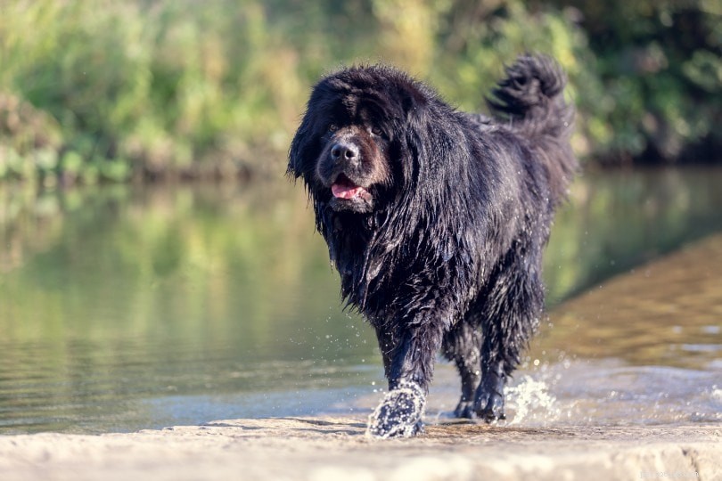 Explore 100+ Purebred Dog Breeds: A Comprehensive A-to-Z Guide