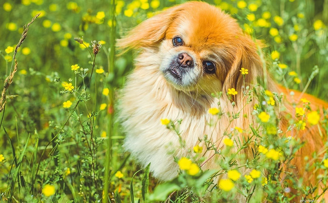 Explore 100+ Purebred Dog Breeds: A Comprehensive A-to-Z Guide