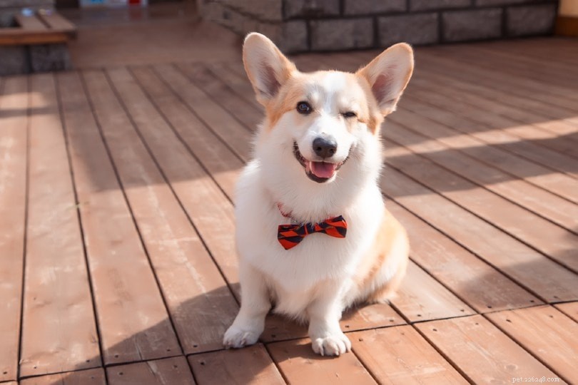 Explore 100+ Purebred Dog Breeds: A Comprehensive A-to-Z Guide
