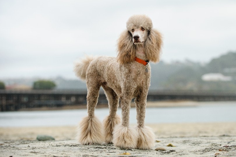 Explore 100+ Purebred Dog Breeds: A Comprehensive A-to-Z Guide