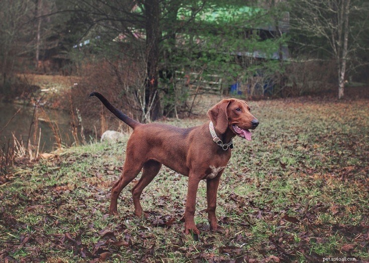 Explore 100+ Purebred Dog Breeds: A Comprehensive A-to-Z Guide