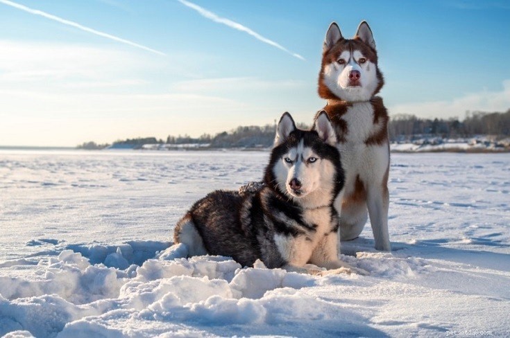Explore 100+ Purebred Dog Breeds: A Comprehensive A-to-Z Guide
