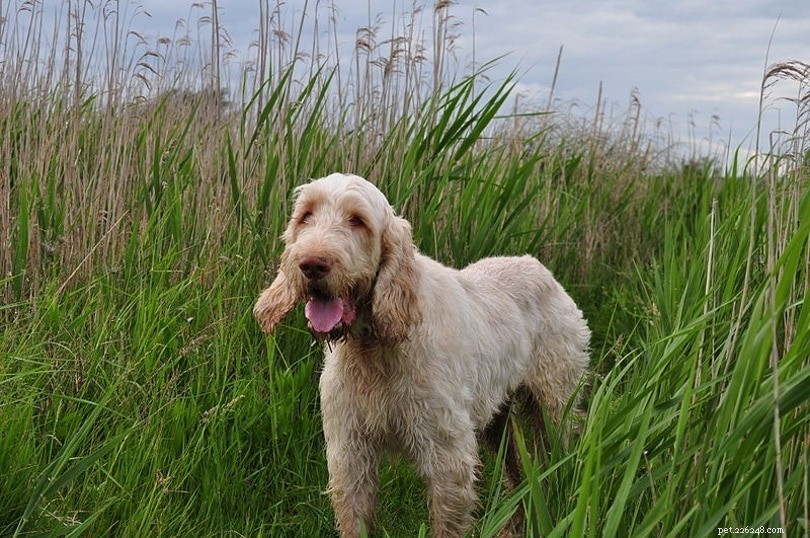 Explore 100+ Purebred Dog Breeds: A Comprehensive A-to-Z Guide