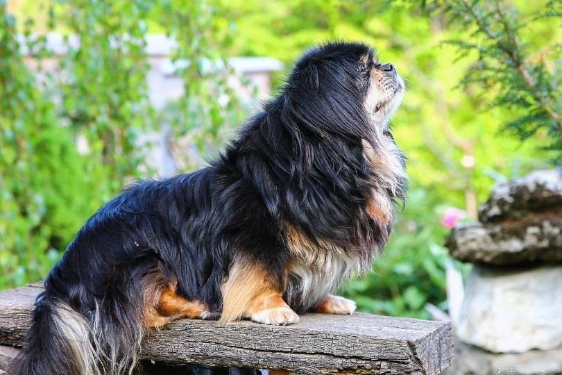 Explore 100+ Purebred Dog Breeds: A Comprehensive A-to-Z Guide