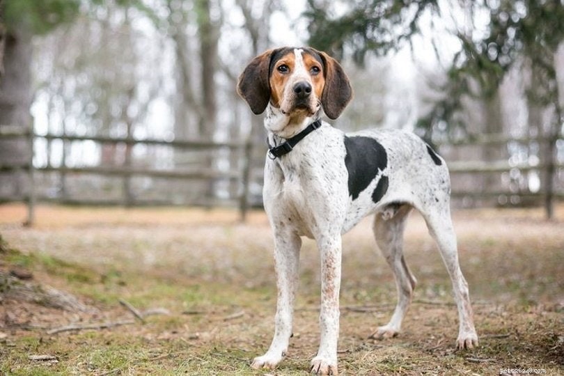 Explore 100+ Purebred Dog Breeds: A Comprehensive A-to-Z Guide