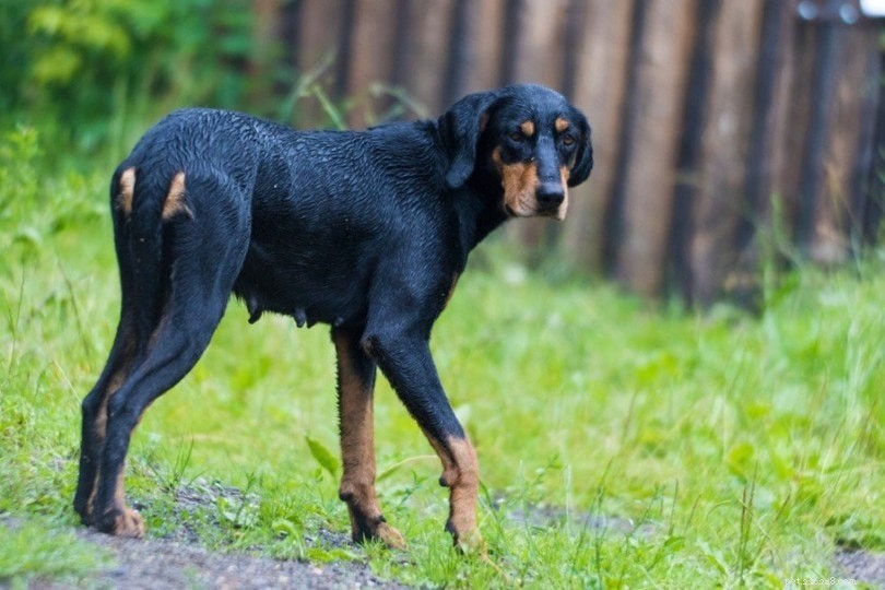 Explore 100+ Purebred Dog Breeds: A Comprehensive A-to-Z Guide