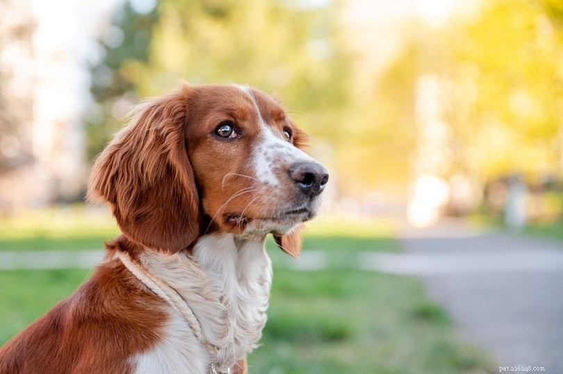 Explore 100+ Purebred Dog Breeds: A Comprehensive A-to-Z Guide