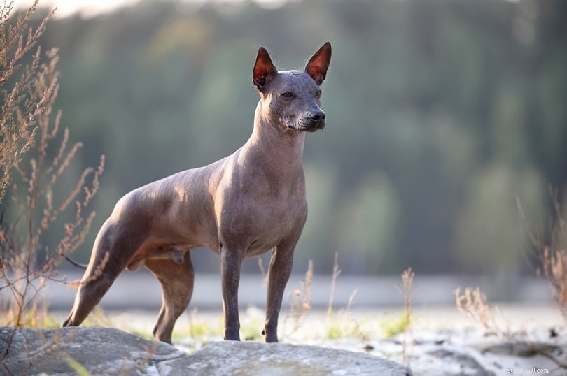 Explore 100+ Purebred Dog Breeds: A Comprehensive A-to-Z Guide