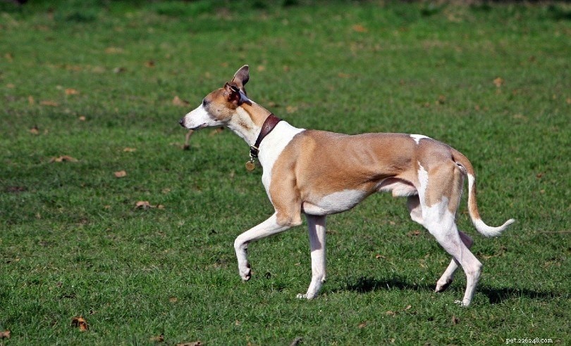 Explore 100+ Purebred Dog Breeds: A Comprehensive A-to-Z Guide