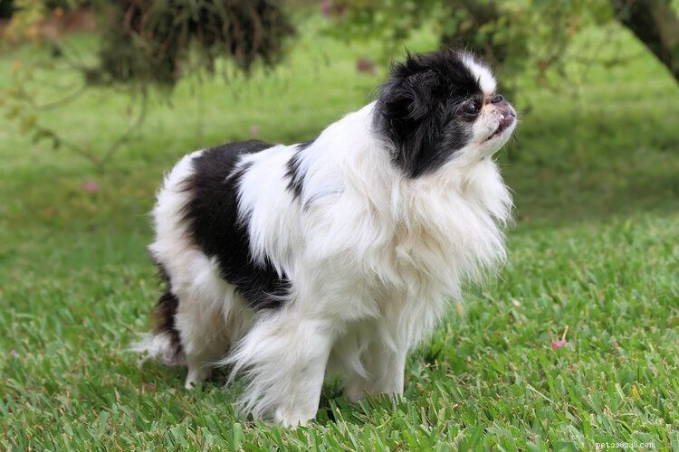 11 Iconic Japanese Dog Breeds You Need to Know